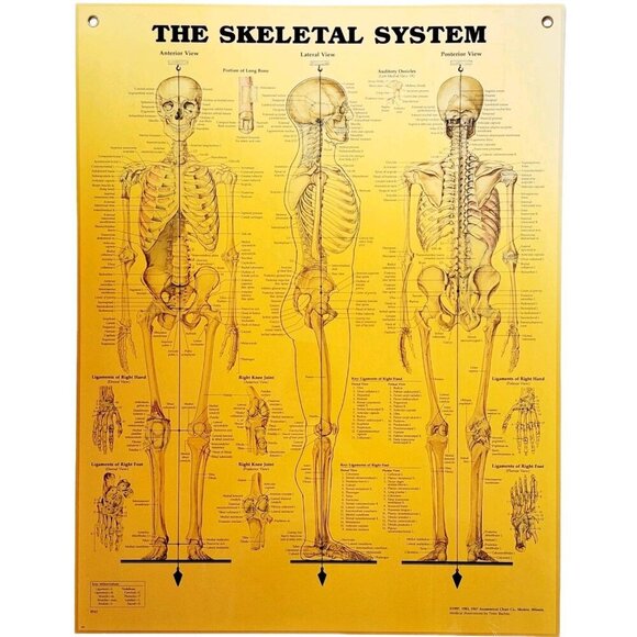 1997 Skeletal System Anatomical Chart Laminated Poster Medical Hospital GstRm